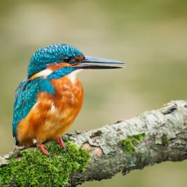 Leonie van der Aa | Fotografie | IJsvogel op tak