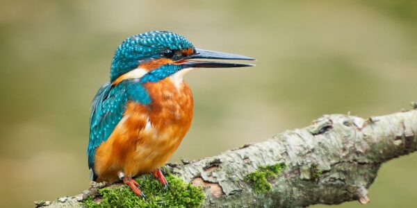 Leonie van der Aa | Fotografie | IJsvogel op tak