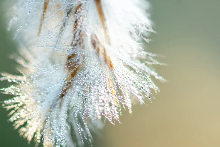 Leonie van der Aa | Photography | Riet met dauwdruppels