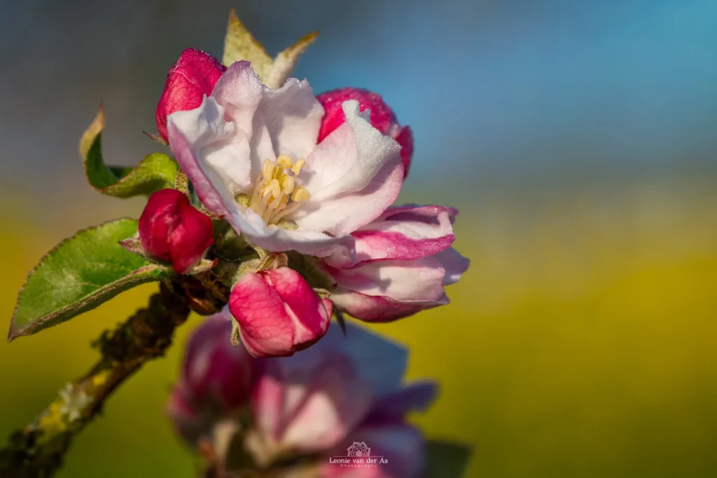 Leonie Engels | Photography | Macro Fotografie | Appelbloesem Werk aan de Groene Weg