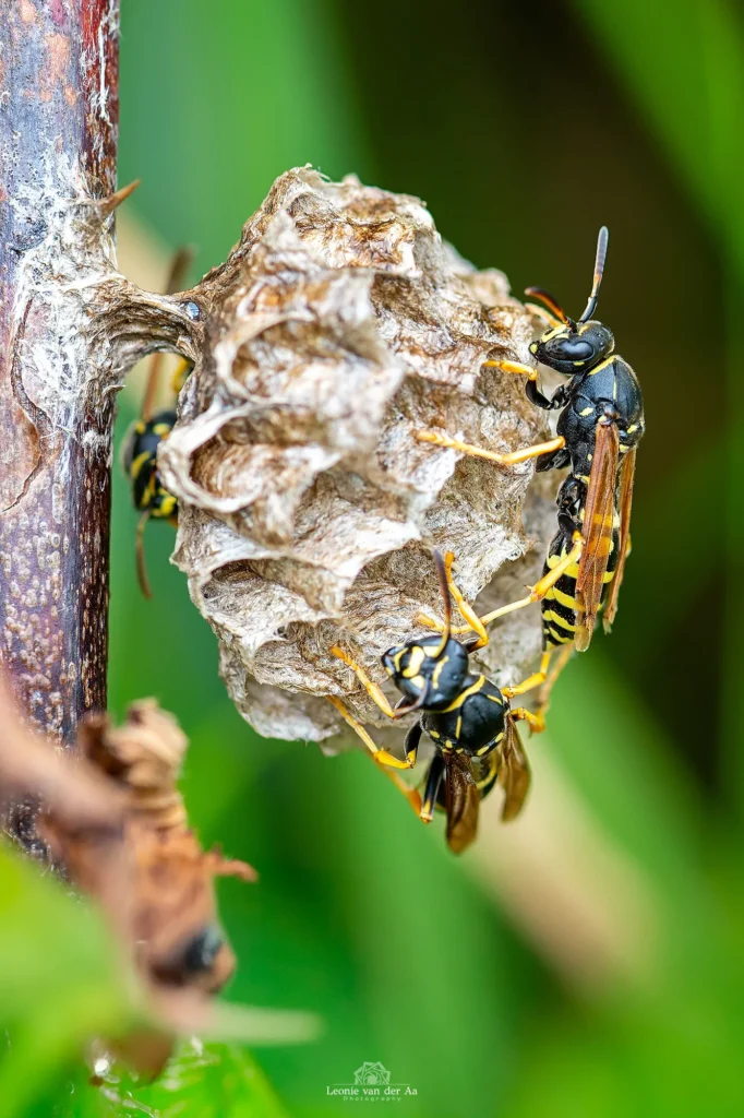 Leonie Engels | Photography | Macro Fotografie | Bijen Udenhout