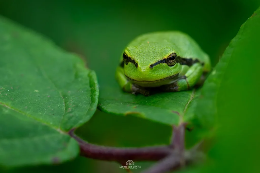 Leonie Engels | Photography | Dieren Fotografie | Boomkikker de Brand in Udenhout