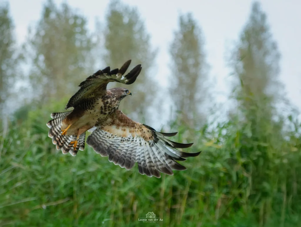Leonie Engels | Photography | Dieren Fotografie | Buizerd bij Theo van den Wyngaert