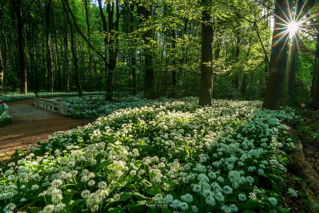 Leonie Engels | Photography | Landschap Fotografie | Daslook Amsterdamse bos