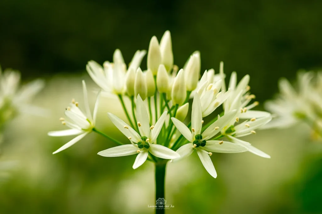 Leonie Engels | Photography | Macro Fotografie | Daslook Amsterdamsebos