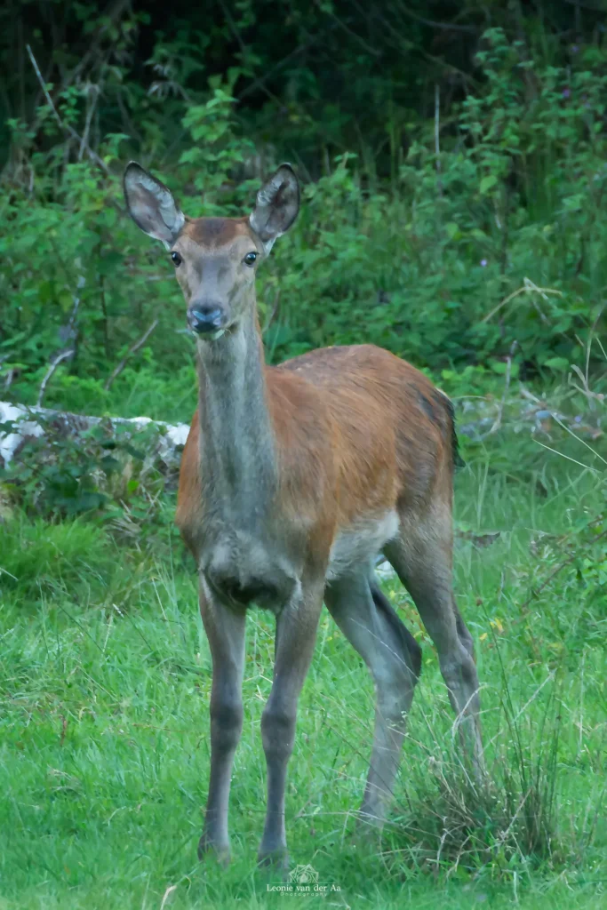 Leonie Engels | Photography | Dieren Fotografie | Edelhert bij de Scheeken