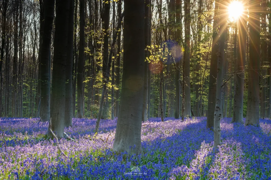 Leonie Engels | Photography | Landschap Fotografie | Hallerbos