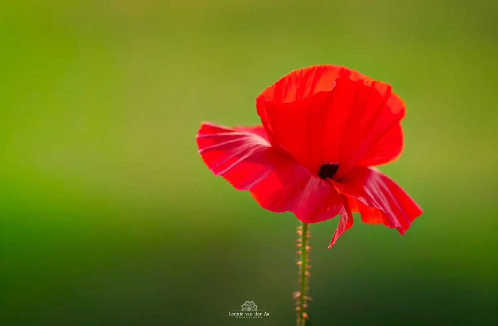 Leonie Engels | Photography | Macro Fotografie | Klaproos