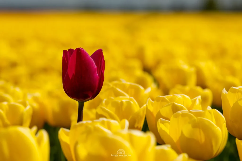 Leonie Engels | Photography | Macro Fotografie | Tulp