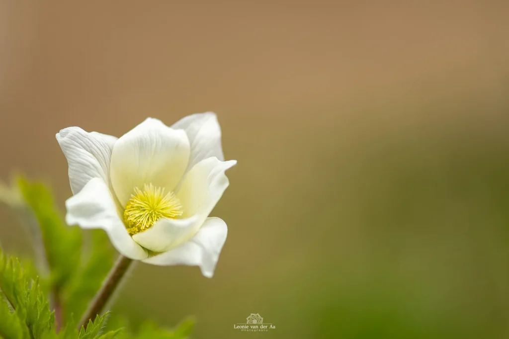 Leonie Engels | Photography | Macrofotografie | Wildemanskruid bij Cinque Torri