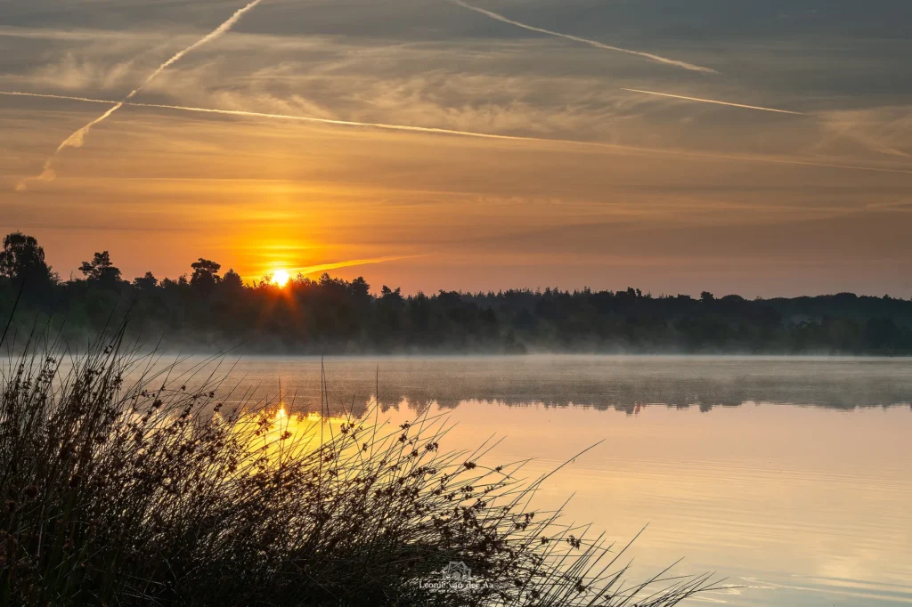 Leonie Engels | Photography | Landschap Fotografie | Zonsopkomst Vresselsbos