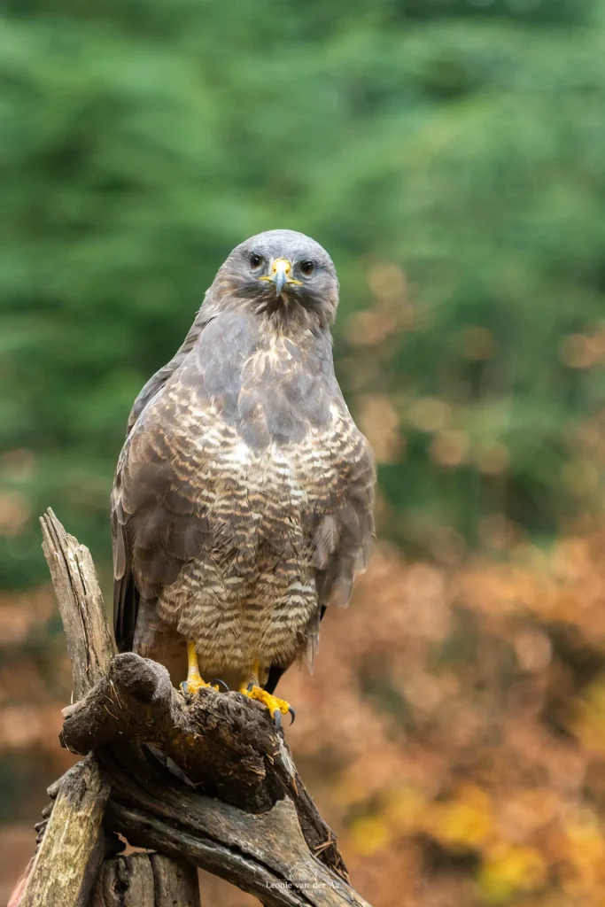 Leonie van der Aa | Photography | Dieren | Boshut Maashorst Buizerd