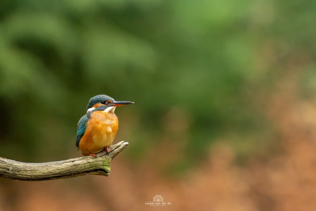 Leonie van der Aa | Photography | Dieren | Boshut Maashorst IJsvogel