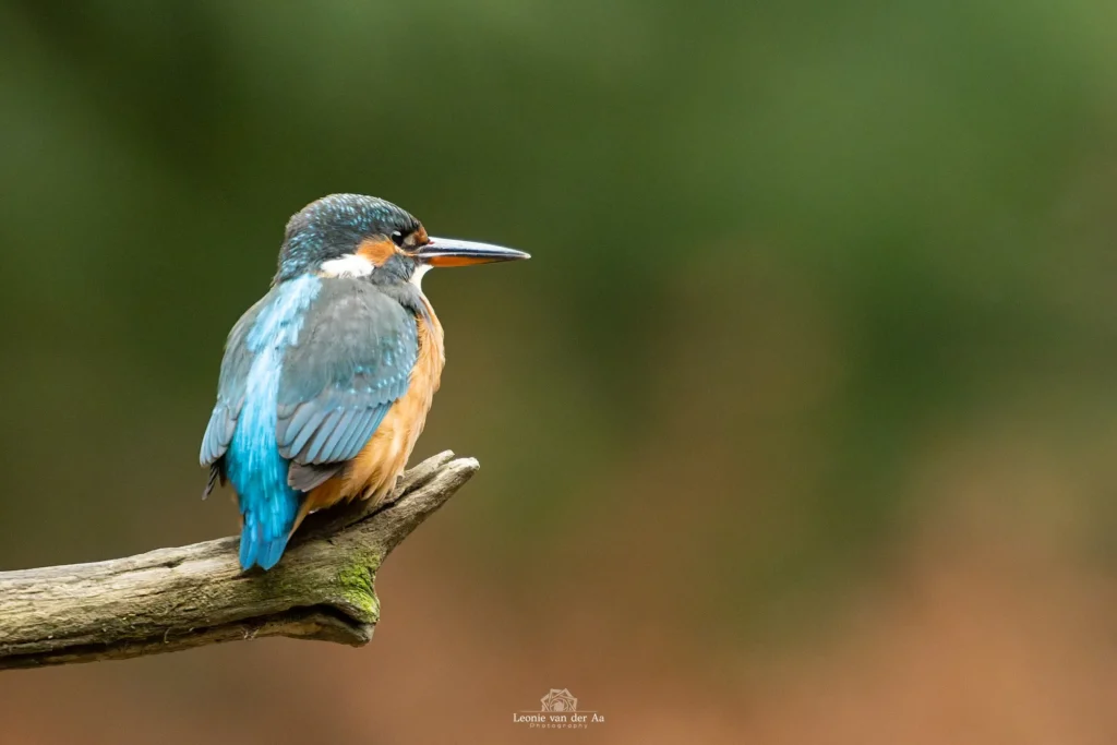 Leonie van der Aa | Photography | Dieren | Boshut Maashorst IJsvogel