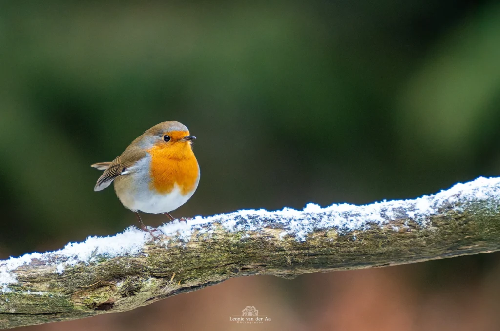 Leonie van der Aa | Photography | Dieren | Boshut Maashorst Roodborstje