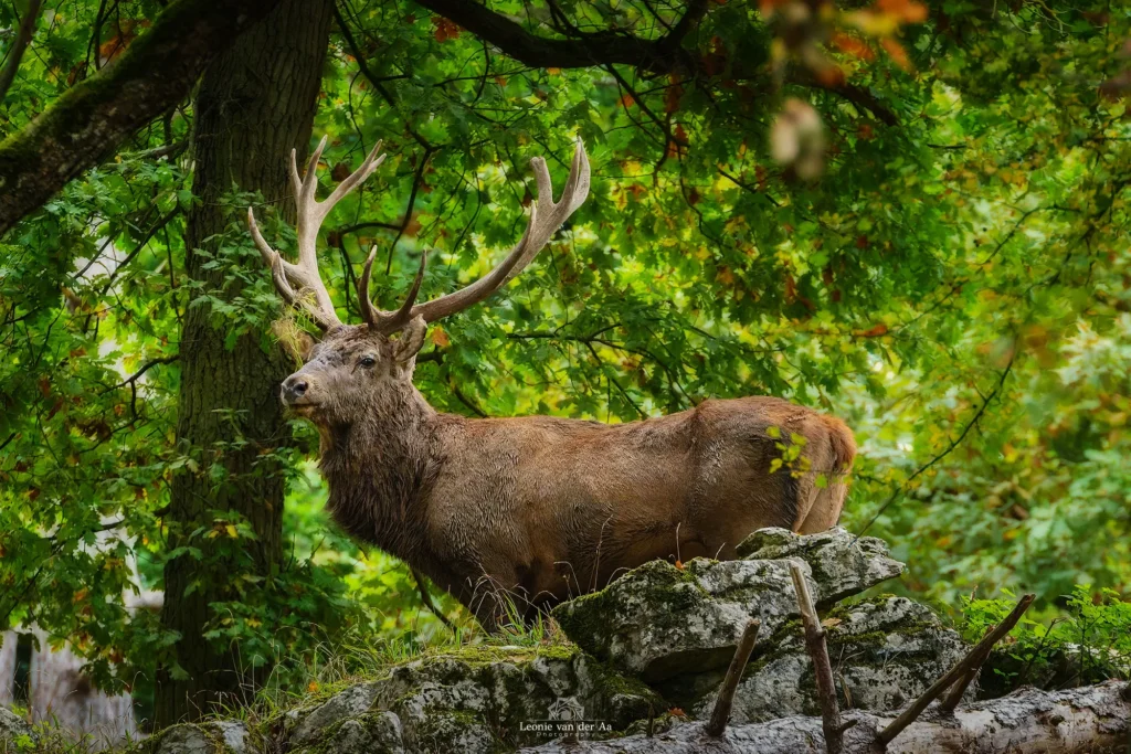 Leonie van der Aa | Photography | Dieren | Edelhert | Grotten van Hannes