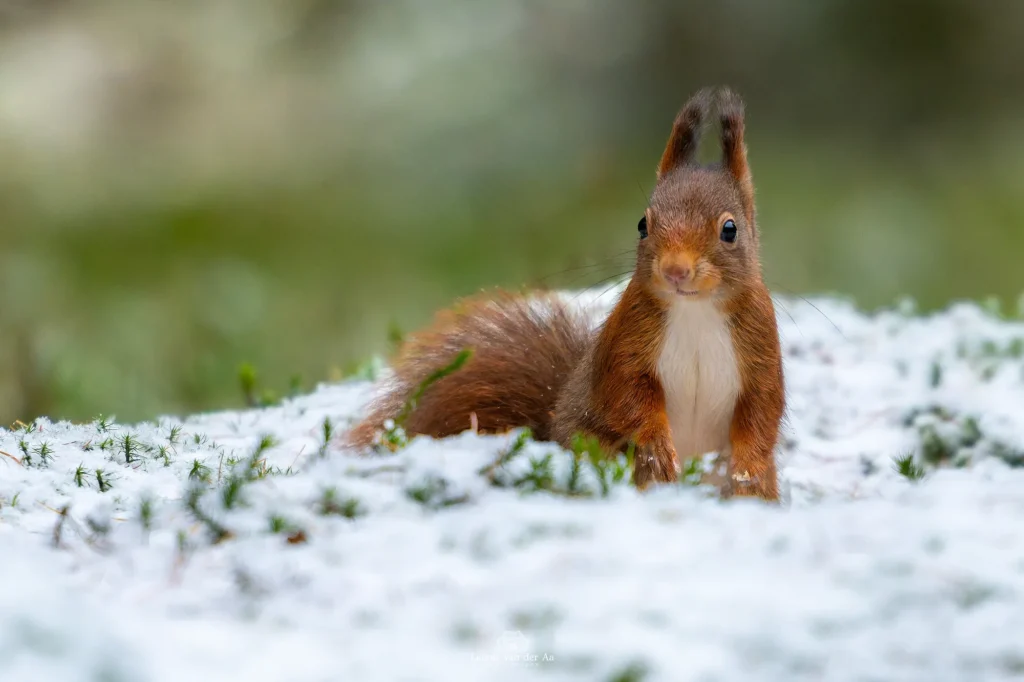 Leonie van der Aa | Photography | Dieren | Eekhoorn in de sneeuw