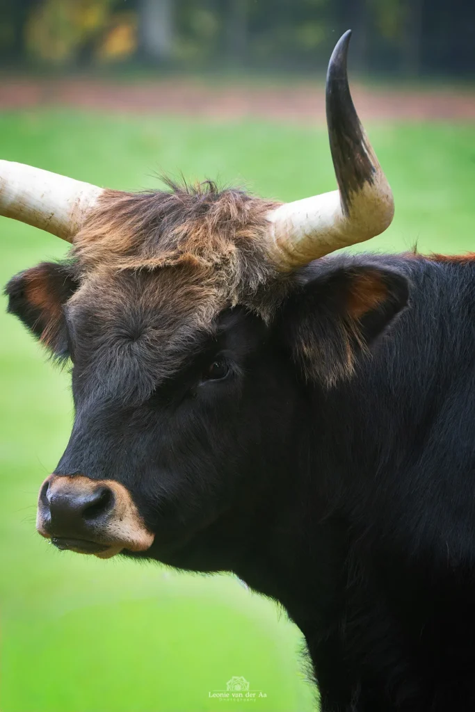 Leonie van der Aa | Photography | Dieren | Heckrund