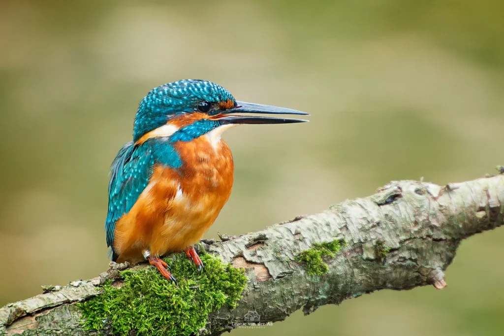 Leonie van der Aa | Photography | Dieren | IJsvogel