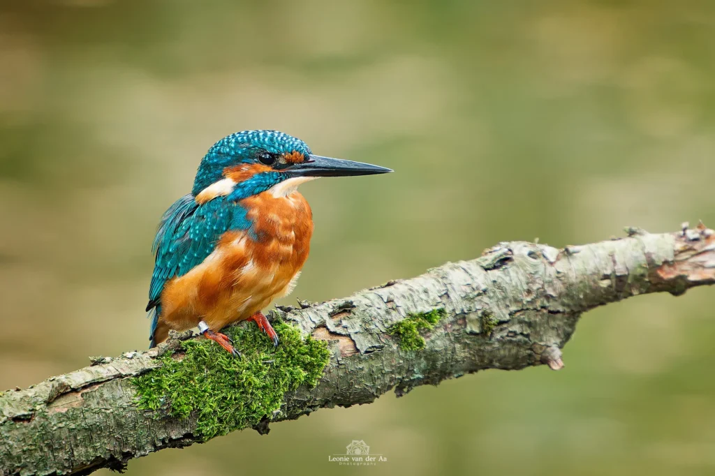 Leonie van der Aa | Photography | Dieren | IJsvogel