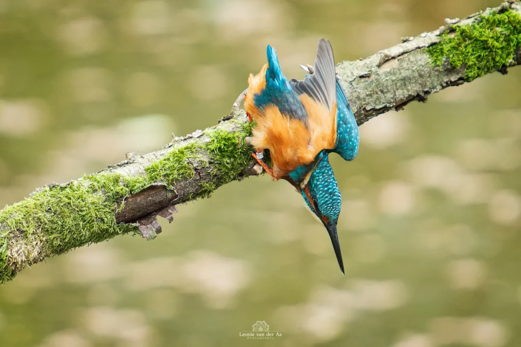 Leonie van der Aa | Photography | Dieren | IJsvogel duikt