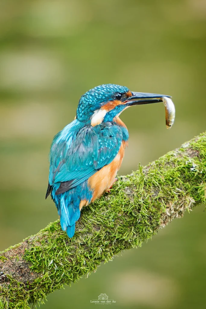 Leonie van der Aa | Photography | Dieren | IJsvogel met gevangen vis