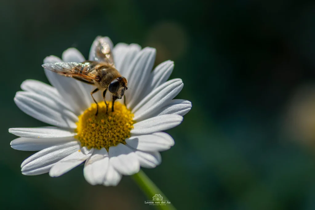 Leonie van der Aa | Photography | Dieren | Leonie Moerputten Wesp op Margriet