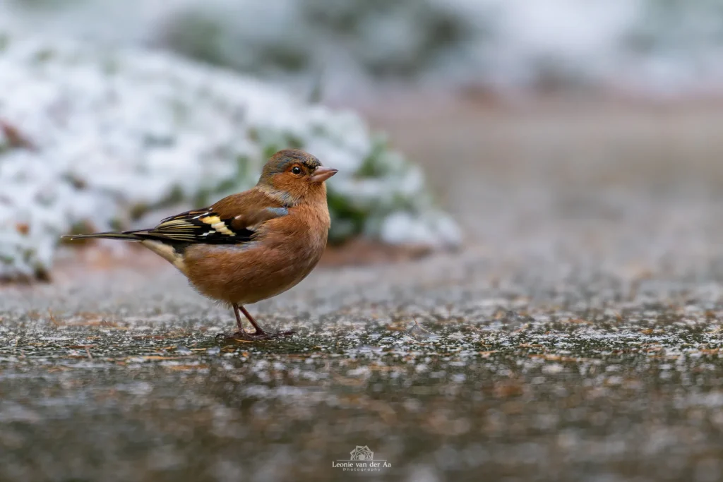 Leonie van der Aa | Photography | Dieren | Leonie | Vink