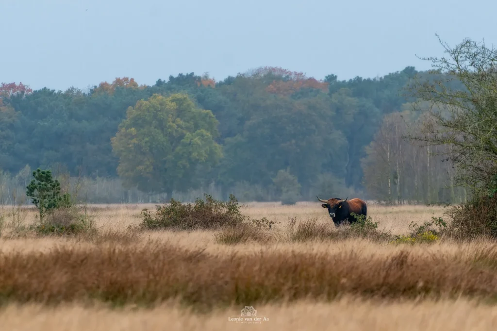 Leonie van der Aa | Photography | Dieren | Maashorst Taurus op vlakte
