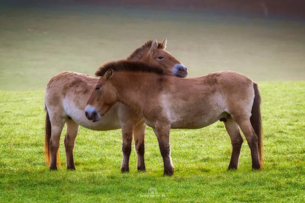 Leonie van der Aa | Photography | Dieren | Paarden