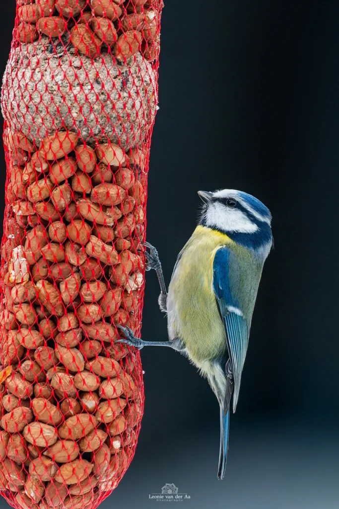 Leonie van der Aa | Photography | Dieren | Pimpelmees