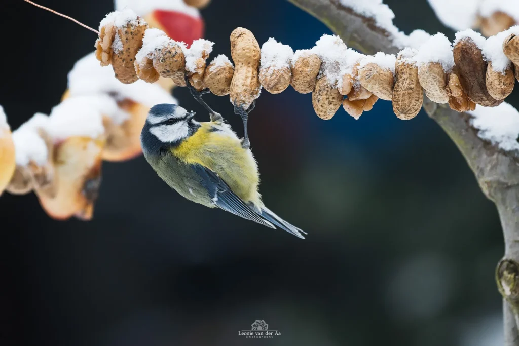 Leonie van der Aa | Photography | Dieren | Pimpelmees
