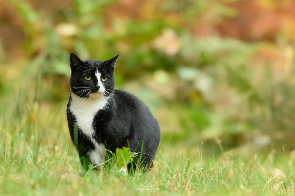 Leonie van der Aa | Photography | Dieren | Poes