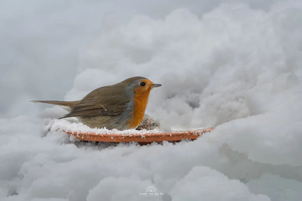 Leonie van der Aa | Photography | Dieren | Roodborstje in de sneeuw