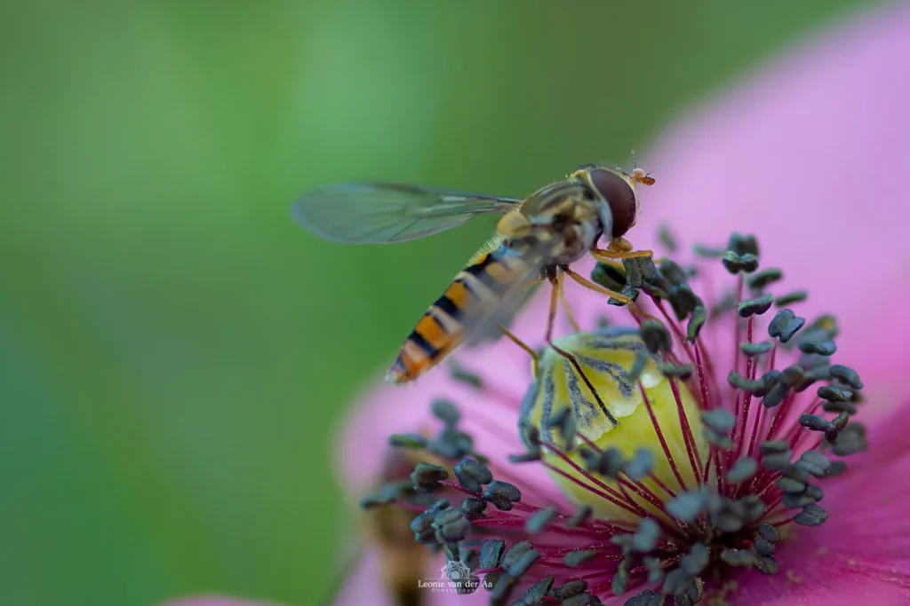 Leonie van der Aa | Photography | Dieren | Wesp