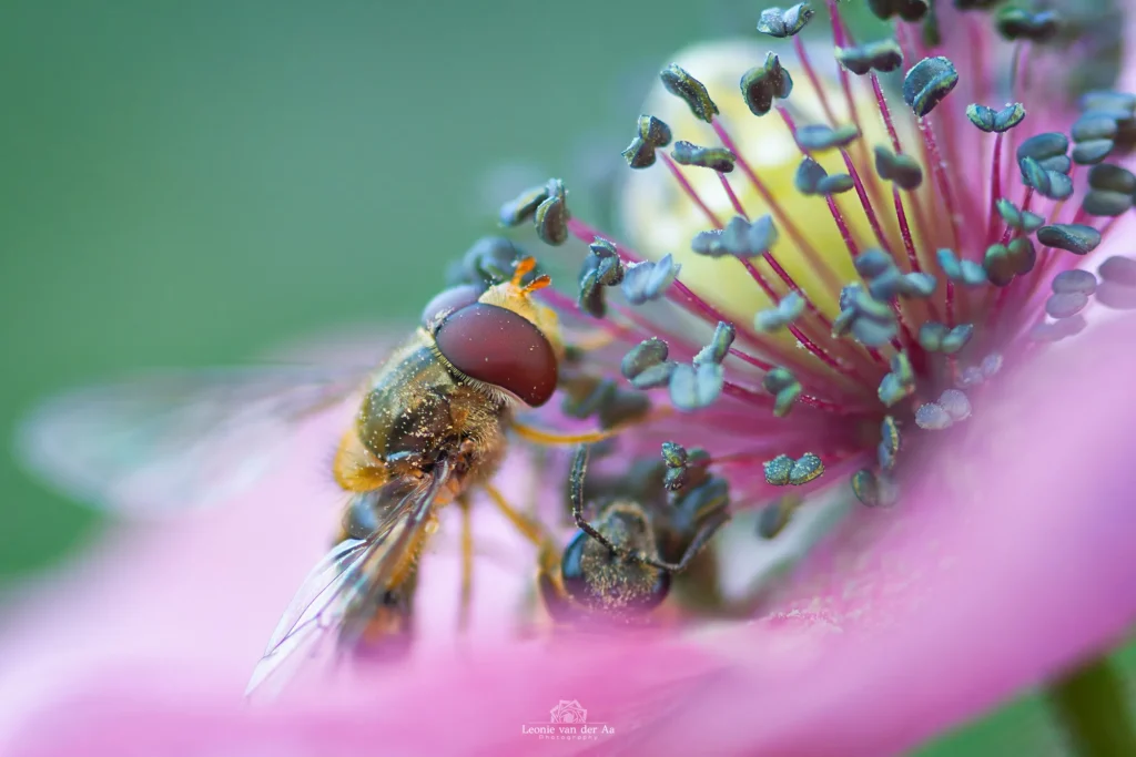 Leonie van der Aa | Photography | Dieren | Wesp