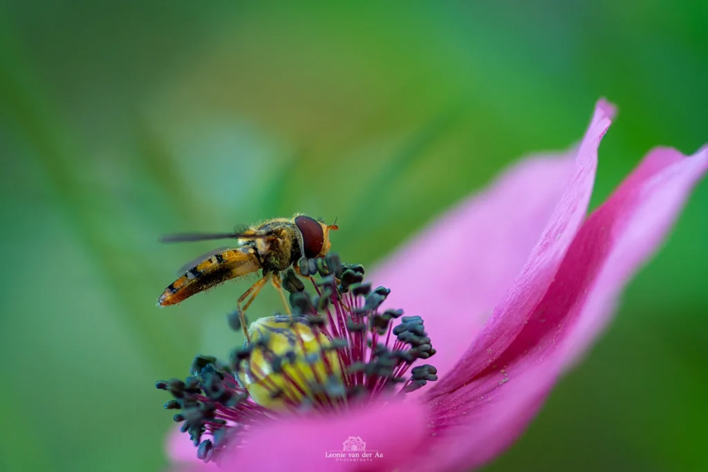 Leonie van der Aa | Photography | Dieren | Wesp