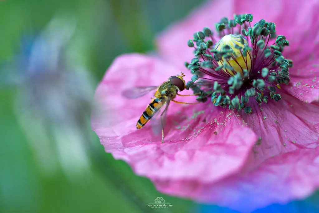 Leonie van der Aa | Photography | Dieren | Wesp