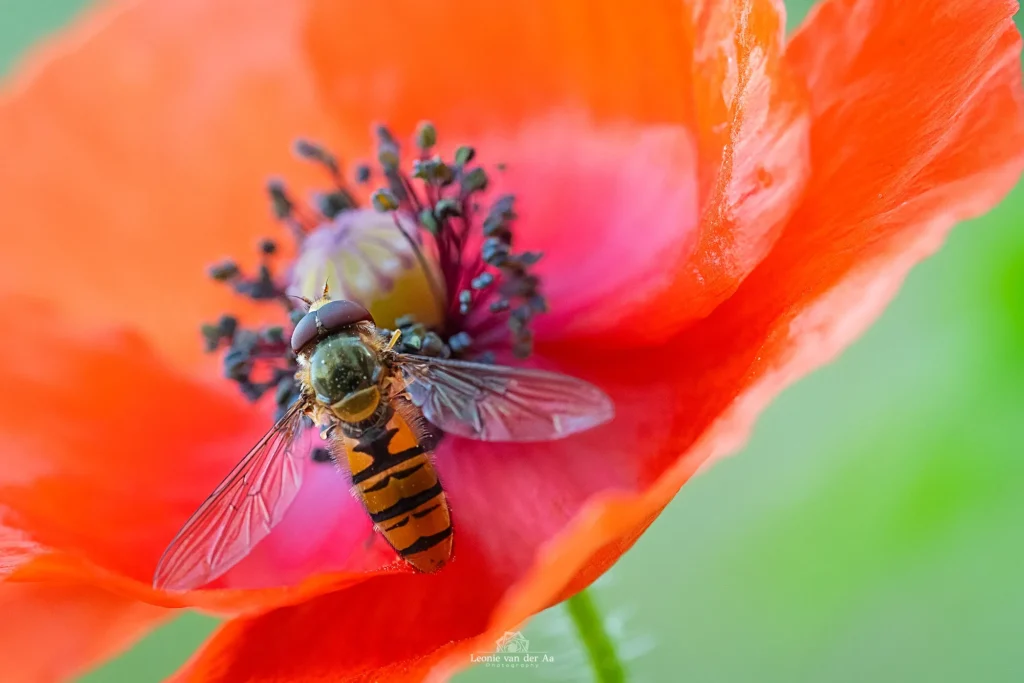 Leonie van der Aa | Photography | Dieren | Wesp op klaproos
