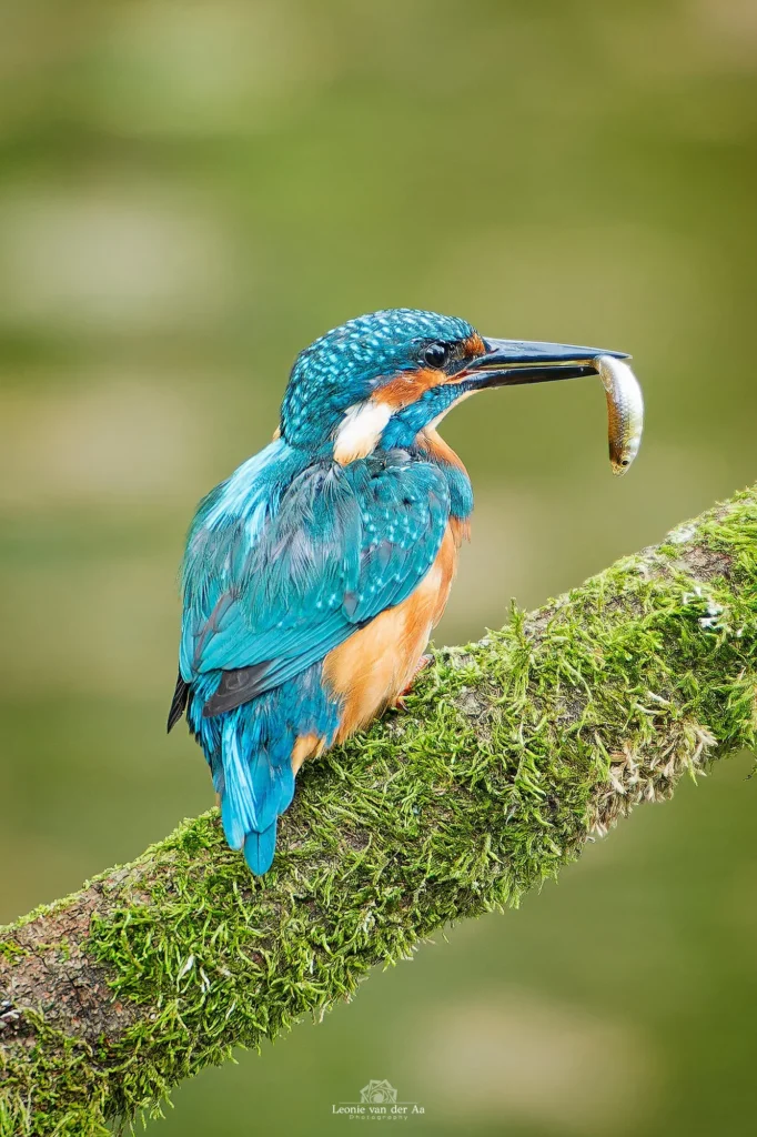 Leonie van der Aa | Photography | IJsvogel met vis