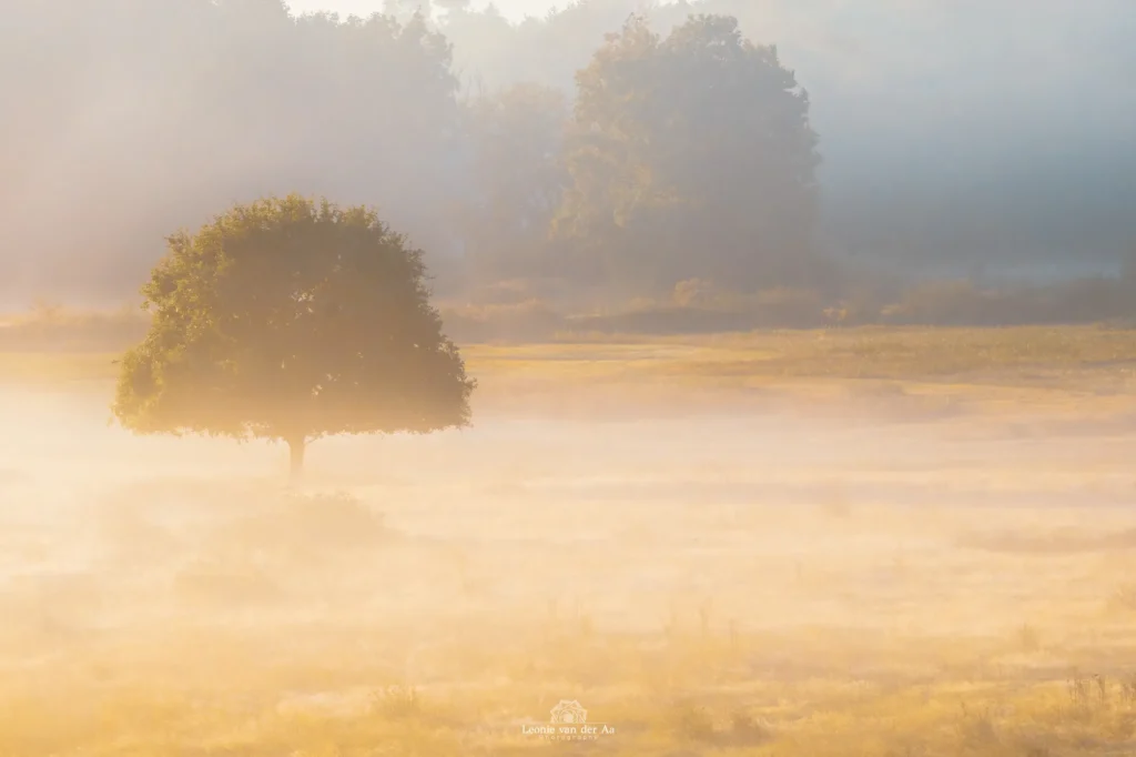 Leonie van der Aa | Photography | Landschap | Weerterbos zonsopkomst