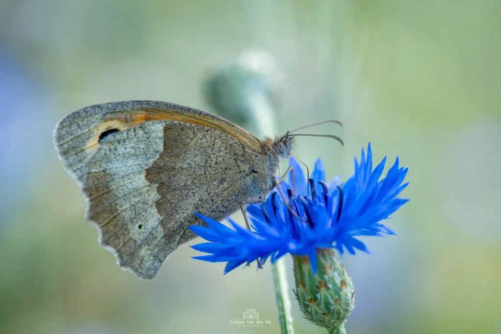 Leonie van der Aa | Photography | Macro | Bruin zandoogje op koren