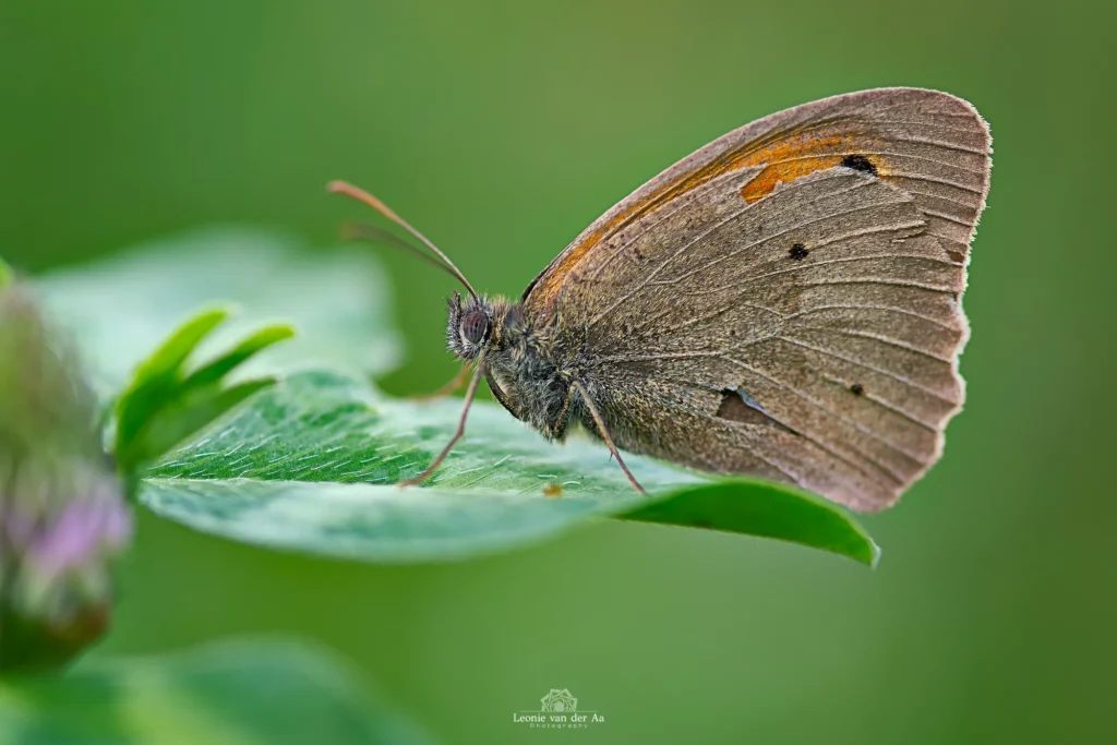 Leonie van der Aa | Photography | Macro | Bruinzandoogje