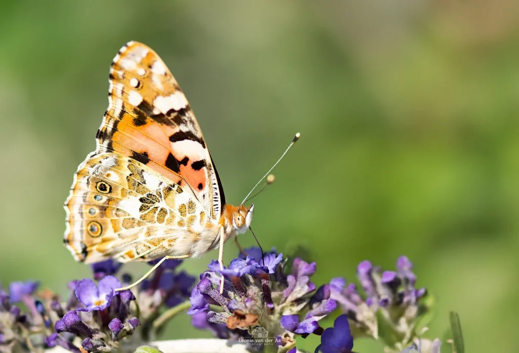 Leonie van der Aa | Photography | Macro | Distelvlinder