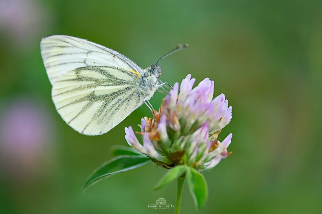 Leonie van der Aa | Photography | Macro | Geaderd Witje