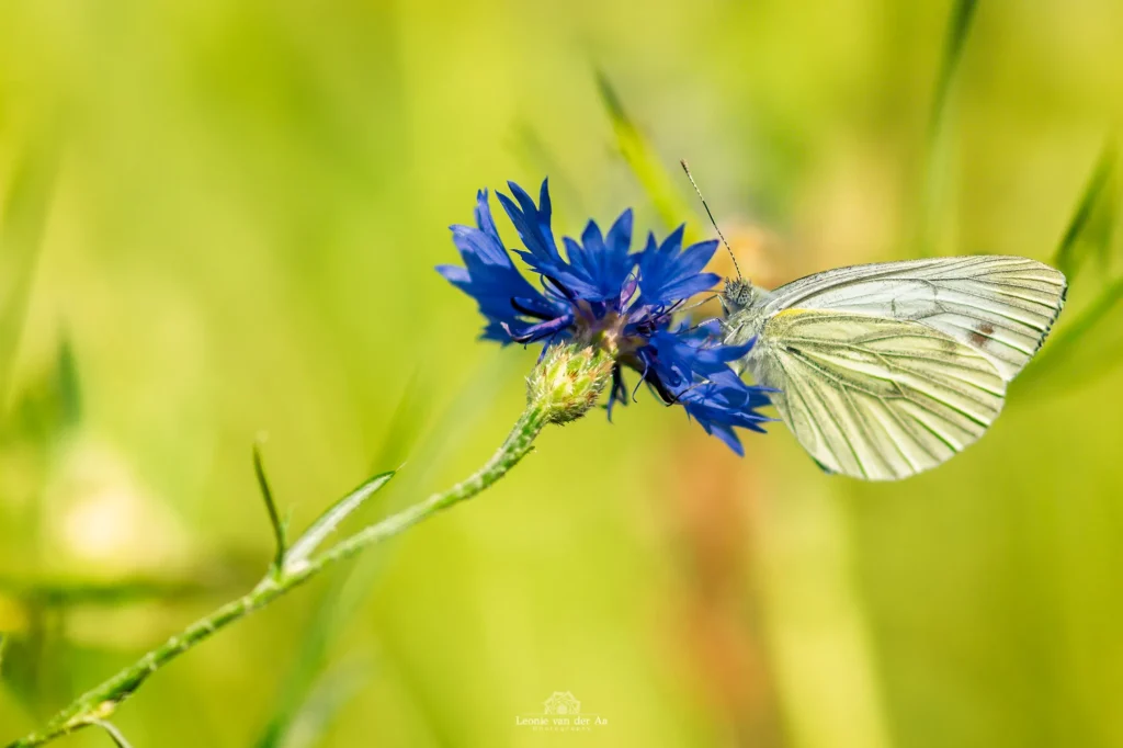 Leonie van der Aa | Photography | Macro | Geaderd Witje