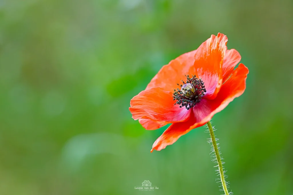 Leonie van der Aa | Photography | Macro | Klaproos