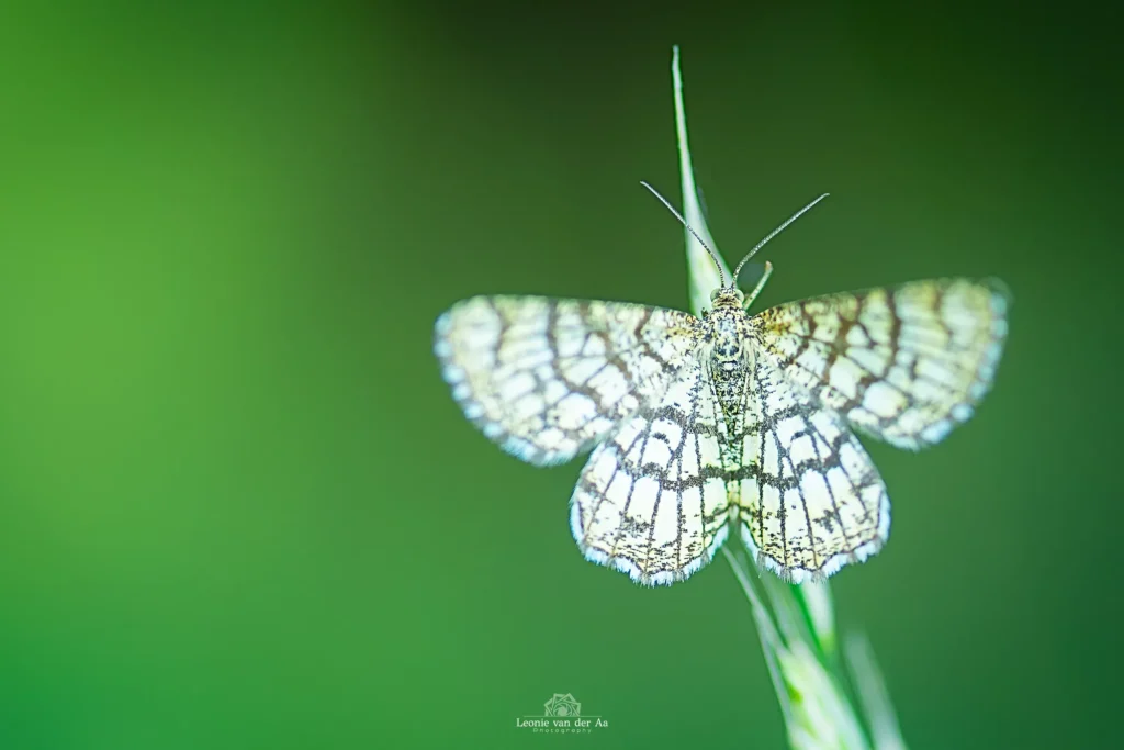 Leonie van der Aa | Photography | Macro | Klaverspanner