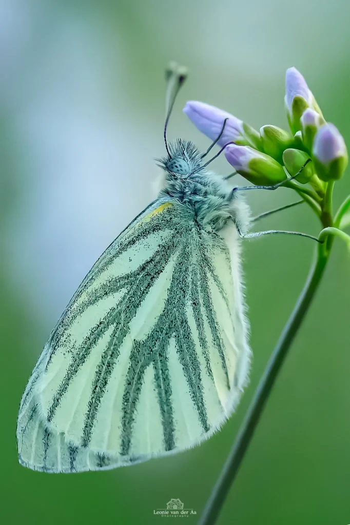 Leonie van der Aa | Photography | Macro | Klein Geaderd Witje | De Ruiting
