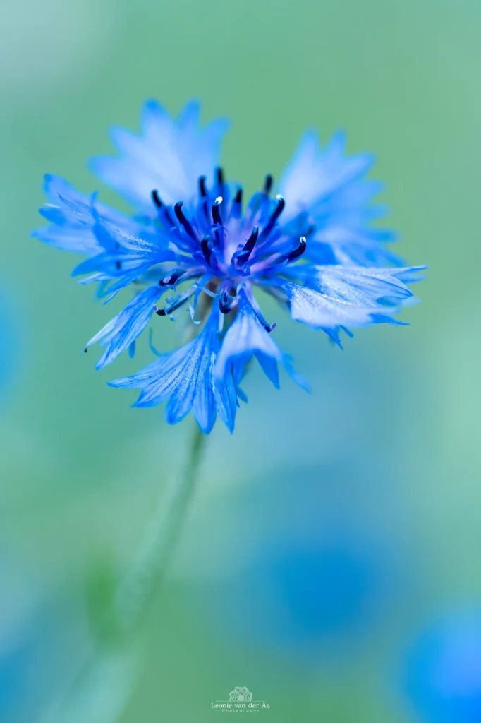 Leonie van der Aa | Photography | Macro | Korenbloem